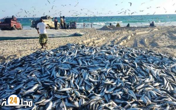 تقلبات أسعار الأسماك في المغرب..غياب تسعيرة مرجعية يفتح الباب أمام السماسرة