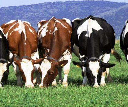 زيمبابوي تعتمد على الأبقار لتجاوز دوامة التضخم