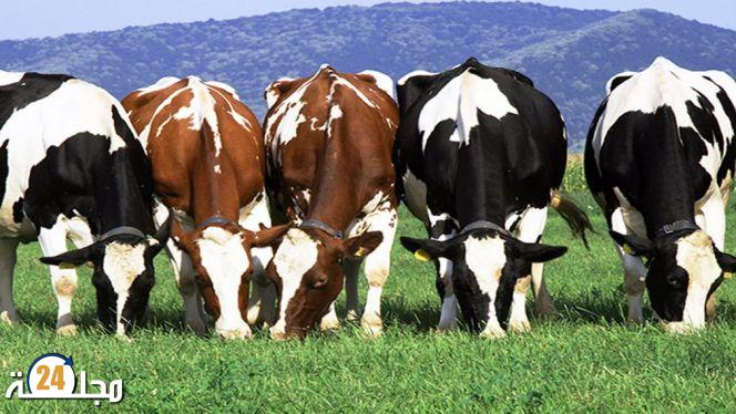 زيمبابوي تعتمد على الأبقار لتجاوز دوامة التضخم