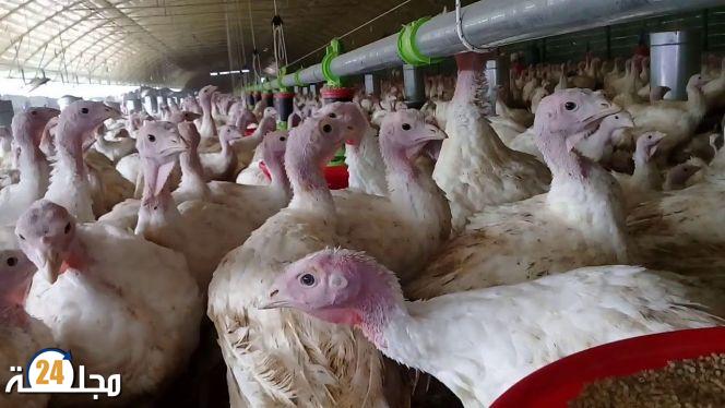 بسبب سلالة إنفلونزا شديدة العدوى.. هولندا تعدم آلاف الطيور
