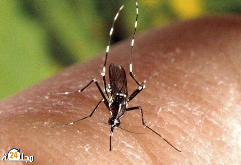 دراسة: بعض الناس “مغناطيس” للبعوض