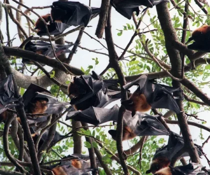 اكتشاف فيروس “يشبه كورونا” في خفافيش بالصين