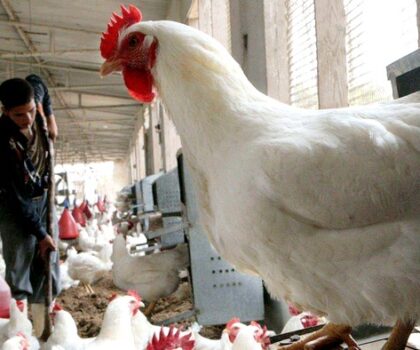ارتفاع أثمان الأعلاف..مربو الدجاج يطالبون مجلس المنافسة بالتدخل