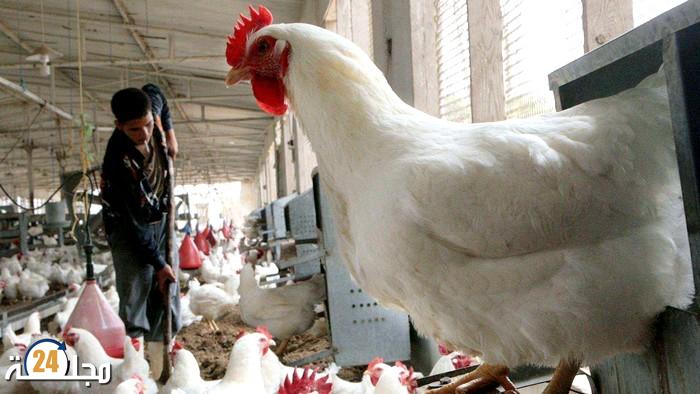 ارتفاع أثمان الأعلاف..مربو الدجاج يطالبون مجلس المنافسة بالتدخل