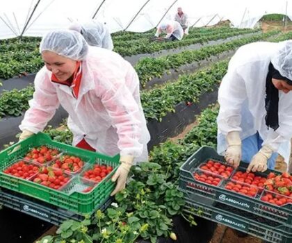 إسبانيا تستقبل 15 ألف عاملة زراعية مغربية خلال سنة 2023