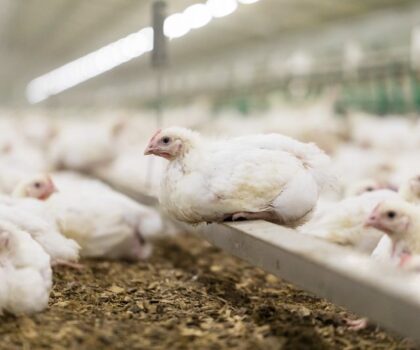 تسمين المواشي ”بفضلات” الدجاج يستنفر السلطات المحلية بأجلموس