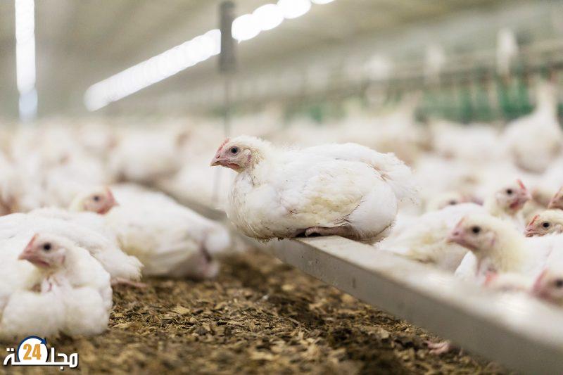 تسمين المواشي ”بفضلات” الدجاج يستنفر السلطات المحلية بأجلموس