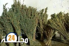 مصالح الدرك الملكي بالعرائش تحجز أزيد من ثلاثين طن من القنب الهندي بمنطقة زعرورة