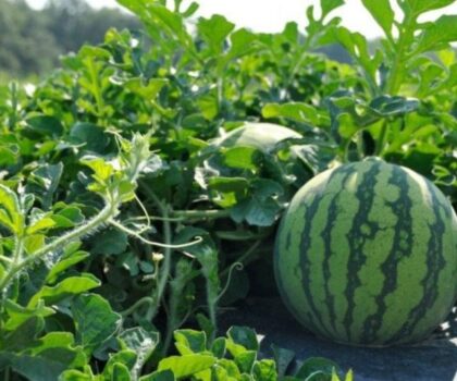 “تسمم بتناول البطيخ: وفاة طفل وإصابة شقيقته في العرائش وسط مخاوف من تلوث المبيدات”