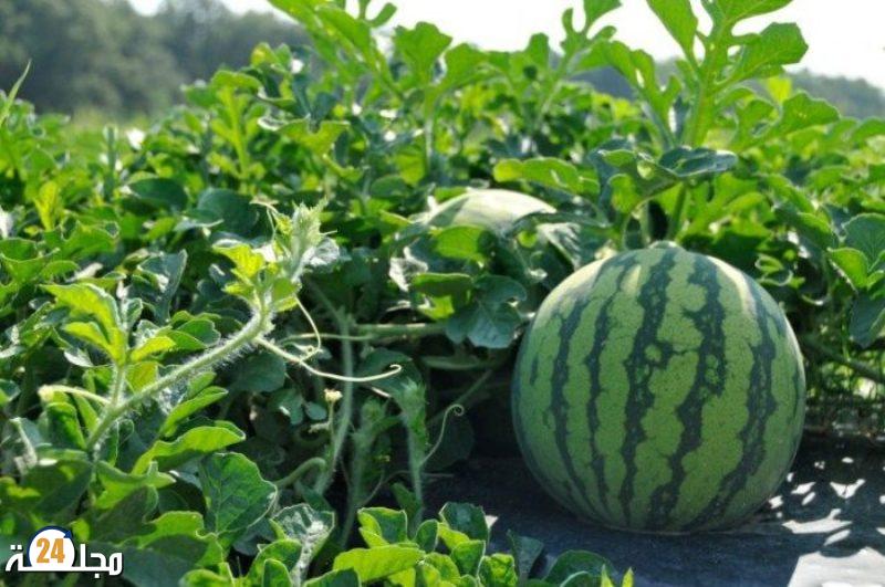 “تسمم بتناول البطيخ: وفاة طفل وإصابة شقيقته في العرائش وسط مخاوف من تلوث المبيدات”