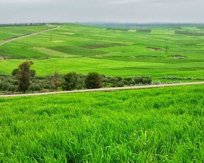 آثار إيجابية للتساقطات المطرية الأخيرة على الفلاحة بإقليم سطات