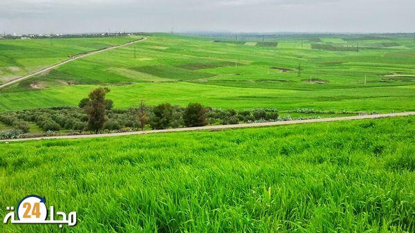 آثار إيجابية للتساقطات المطرية الأخيرة على الفلاحة بإقليم سطات