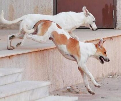 مصرع طبيبة مصرية رُعبا بعد مطاردتها من طرف كلاب ضالة