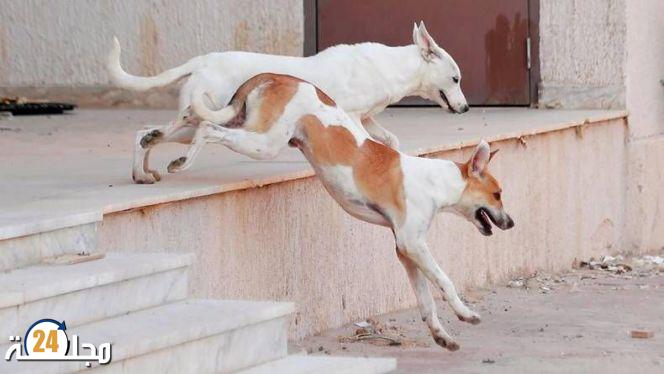 مصرع طبيبة مصرية رُعبا بعد مطاردتها من طرف كلاب ضالة