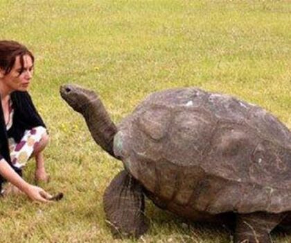 أقدم حيوان بري في العالم يحتفل بعيده الـ190