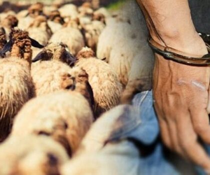 اقليم خنيفرة ..سرقة قطيع من الأغنام بحد بوحسوسن ودرك مولاي بوعزة يوقف أحد المتهمين