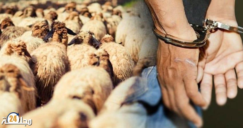 اقليم خنيفرة ..سرقة قطيع من الأغنام بحد بوحسوسن ودرك مولاي بوعزة يوقف أحد المتهمين