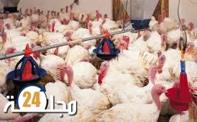 سوق الجملة بالدار البيضاء.. منع بيع “الديك الرومي” وتدابير جديدة ابتداء من السنة المقبلة