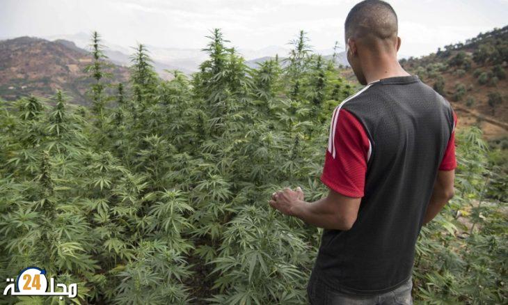 القنب الهندي في المغرب.. تراخيص جديدة والشروع في جني أول محصول في يونيو