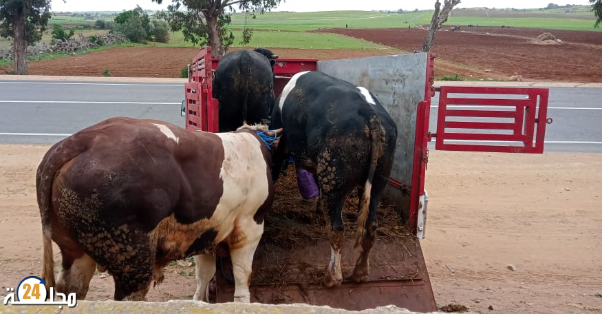 الجديدة…ثور هائج يقتحم مؤسسة تعليمية بجماعة ولاد احسين مباشرة بعد انتهاء الإمتحانات