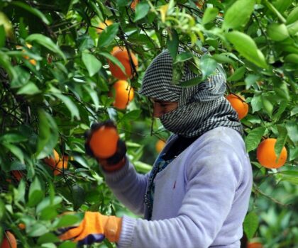 الحوامض المغربية غير مهددة بمرض “التنّين الأصفر”