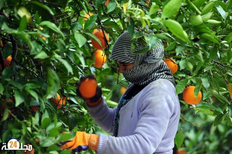 الحوامض المغربية غير مهددة بمرض “التنّين الأصفر”
