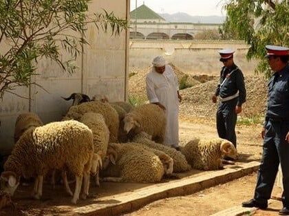 درك خنيفرة يفك لغز عصابة “الفراقشية”