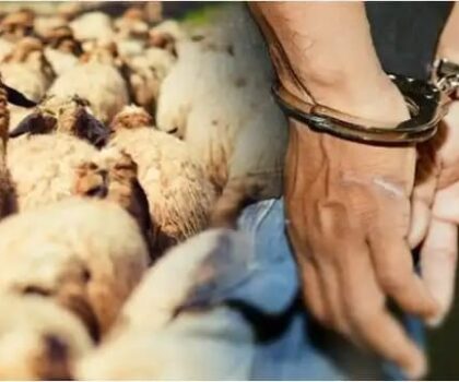 طانطان…. المصالح الأمنية طاحت على عصابة مختصة بسرقة المواشي