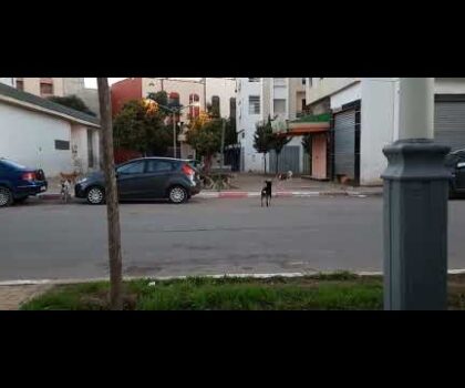 بالفيديو..قطيع من الكلاب تجتاح أحياء مدينة سطات وسط مخاوف من الهجوم على اطفال قاصرين