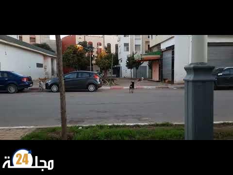 بالفيديو..قطيع من الكلاب تجتاح أحياء مدينة سطات وسط مخاوف من الهجوم على اطفال قاصرين