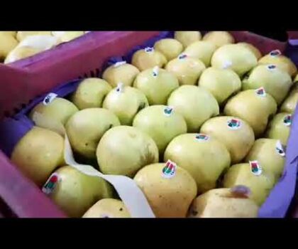 بالفيديو..بحضور باشا مدينة تطوان زيارة ميدانية لسوق الجملة للخضر والفواكه لمراقبة أسعار البيع