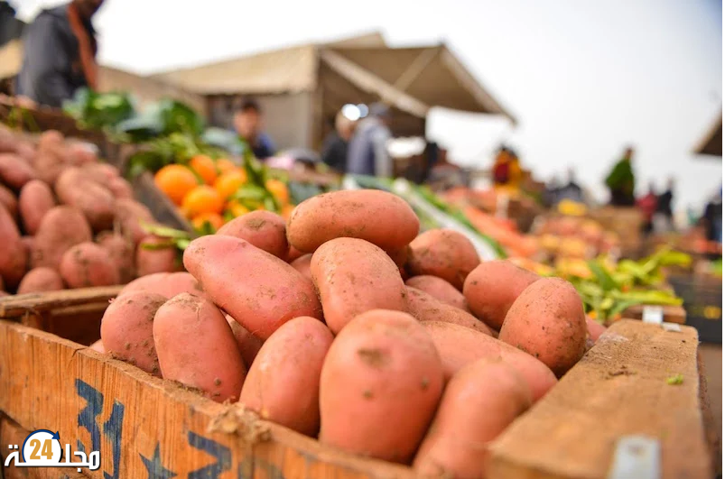 الصديقي: مساحة إنتاج الخضروات في المغرب كافية لتلبية حاجيات السوق الداخلية