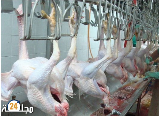 فدرالية الدواجن على صفيح ساخن.. تهديد بوقف الإنتاج ومطالب بتدخل الحكومة
