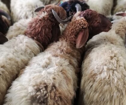 دولة عربية تدعو الى إلغاء عيد الاضحى