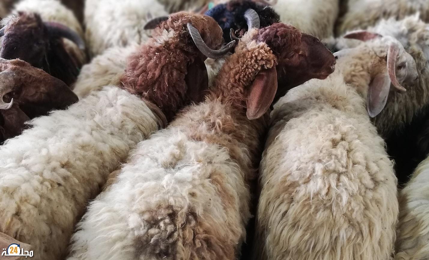 دولة عربية تدعو الى إلغاء عيد الاضحى