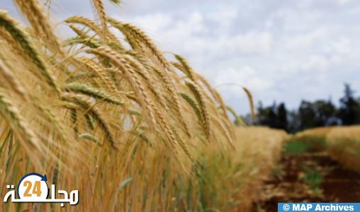 تطوير أصناف جديدة من الحبوب أكثر مقاومة للجفاف بالمغرب
