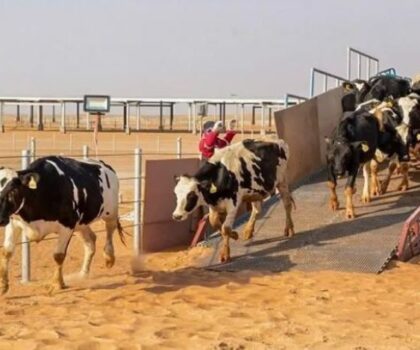 البرازيل تسجل أول حالة لجنون البقر والمغرب يشدد الإجراءات على عمليات الاستيراد