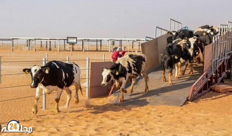 البرازيل تسجل أول حالة لجنون البقر والمغرب يشدد الإجراءات على عمليات الاستيراد