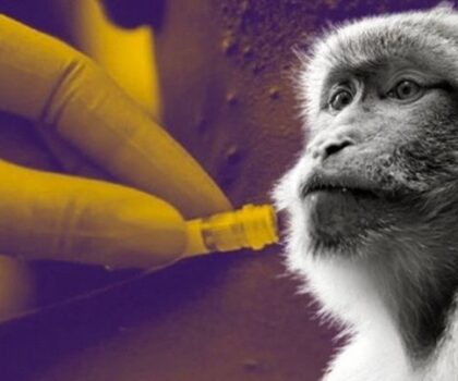 جدري القردة يعود للظهور مجددا