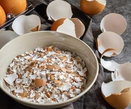 تقنية طبية واعدة.. علاج العظام ممكن بقشور البيض