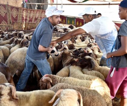 عيد الأضحى.. الحكومة تخصص دعما ماليا للمستوردين وتعفيهم من الرسوم والضريبة