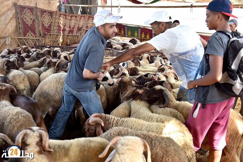 عيد الأضحى.. الحكومة تخصص دعما ماليا للمستوردين وتعفيهم من الرسوم والضريبة