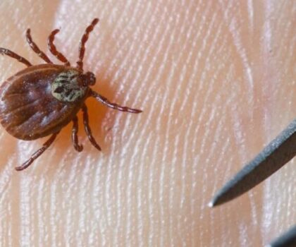 خبراء يحذرون من مرض نادر ينقله القراد