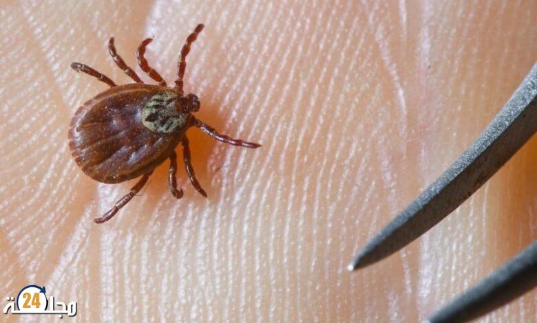 خبراء يحذرون من مرض نادر ينقله القراد