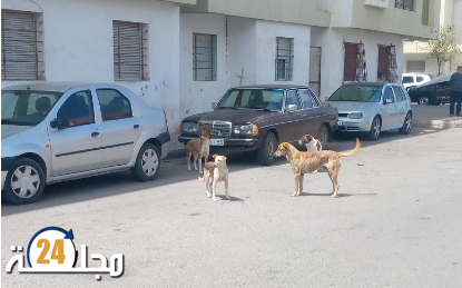 سطات..اعتداء على عون سلطة أثناء تأدية مهامه رفقة لجنة لمحاربة الكلاب الضالة