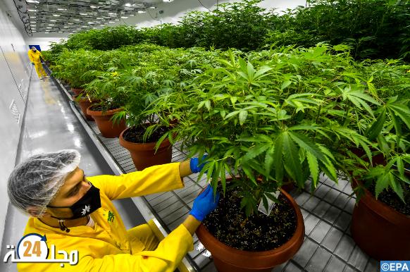 بعد تقنين زراعته.. أولى شحنات بذور القنب الهندي المستوردة تصل إلى الدار البيضاء