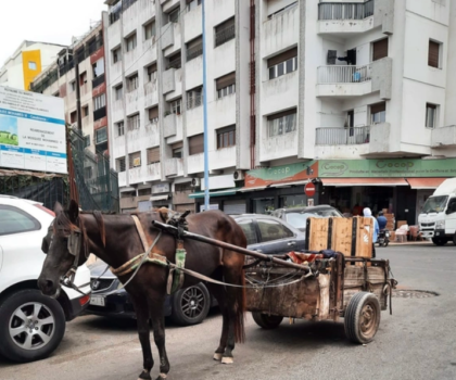ظاهرة العربات المجرورة بالدار البيضاء.. قرار المنع يدخل حيز التنفيذ قريبا