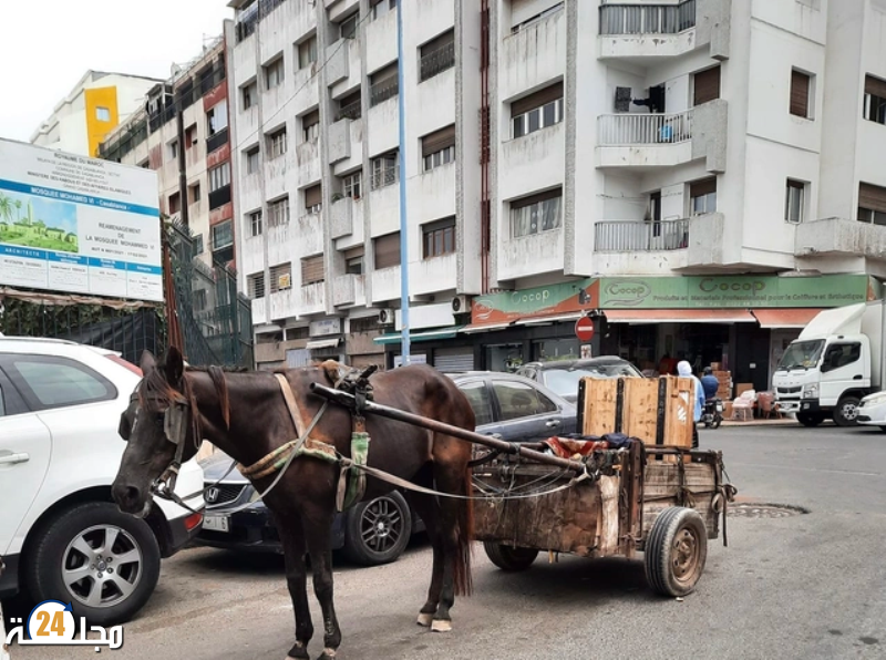 ظاهرة العربات المجرورة بالدار البيضاء.. قرار المنع يدخل حيز التنفيذ قريبا