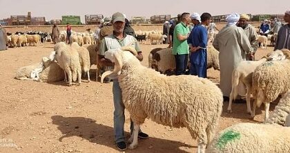 بدأ عملية الترقيم.. ومخاوف وسط المواطنين من غلاء أضحية العيد