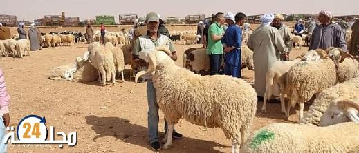 بدأ عملية الترقيم.. ومخاوف وسط المواطنين من غلاء أضحية العيد